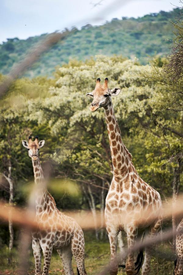 Letamo At Qwabi Private Game Reserve By Newmark เบอลา-เบอลา ภายนอก รูปภาพ