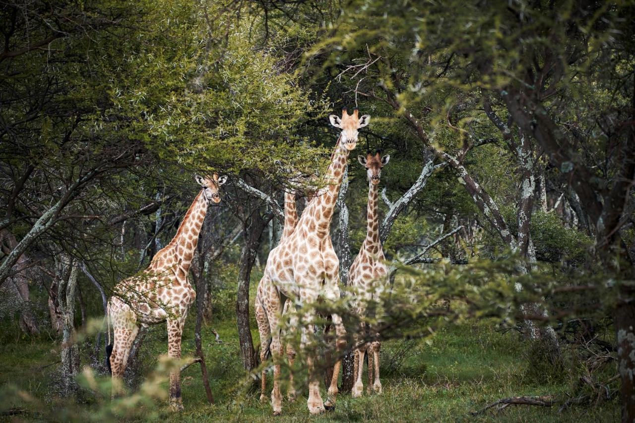 Letamo At Qwabi Private Game Reserve By Newmark เบอลา-เบอลา ภายนอก รูปภาพ